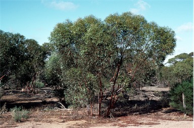 APII jpeg image of Eucalyptus eremophila  © contact APII