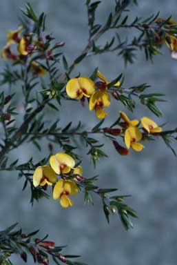 APII jpeg image of Pultenaea vrolandii  © contact APII