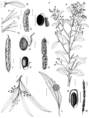 APII jpeg image of Acacia caerulescens,<br/>Acacia wardellii,<br/>Acacia saliciformis,<br/>Acacia sp. C  © contact APII