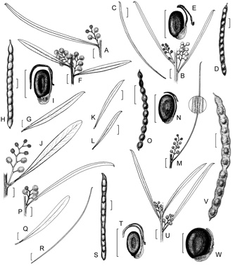 APII jpeg image of Acacia chrysella,<br/>Acacia brumalis,<br/>Acacia aestivalis,<br/>Acacia harveyi,<br/>Acacia chamaeleon  © contact APII