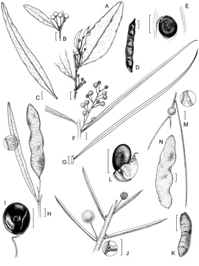 APII jpeg image of Acacia carneorum,<br/>Acacia ensifolia,<br/>Acacia fasciculifera,<br/>Acacia crombiei,<br/>Acacia peuce  © contact APII