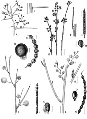 APII jpeg image of Acacia scleroclada,<br/>Acacia wiseana,<br/>Acacia restiacea,<br/>Acacia flagelliformis  © contact APII