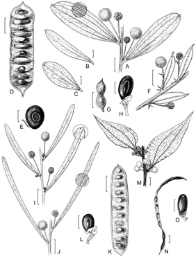 APII jpeg image of Acacia urophylla,<br/>Acacia dictyophleba,<br/>Acacia jensenii,<br/>Acacia purpureopetala,<br/>Acacia sabulosa  © contact APII