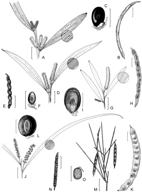APII jpeg image of Acacia pachycarpa,<br/>Acacia xiphophylla,<br/>Acacia intorta,<br/>Acacia levata,<br/>Acacia hamersleyensis  © contact APII