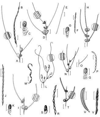 APII jpeg image of Acacia isoneura subsp. isoneura,<br/>Acacia microneura,<br/>Acacia filifolia,<br/>Acacia kerryana,<br/>Acacia tetraneura,<br/>Acacia tratmaniana,<br/>Acacia cracentis  © contact APII