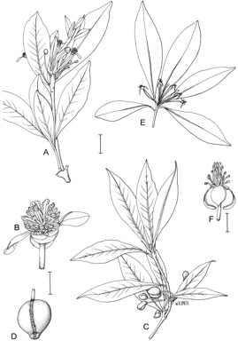 APII jpeg image of Tasmannia membranea,<br/>Tasmannia insipida  © contact APII