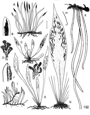 APII jpeg image of Antrophyum austroqueenslandicum,<br/>Monogramma dareicarpa,<br/>Monogramma acrocarpa,<br/>Antrophyum jagoanum,<br/>Antrophyum callifolium,<br/>Haplopteris elongata  © contact APII