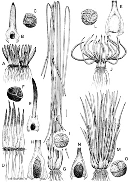 APII jpeg image of Isoetes brevicula,<br/>Isoetes gunnii,<br/>Isoetes australis,<br/>Isoetes muelleri,<br/>Isoetes elatior  © contact APII