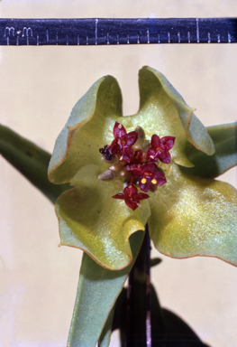 APII jpeg image of Pimelea sanguinea  © contact APII