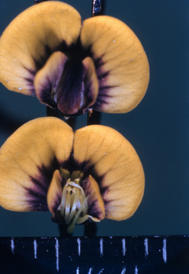 APII jpeg image of Daviesia umbellulata  © contact APII