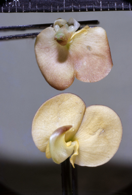 APII jpeg image of Vigna lanceolata var. filiformis  © contact APII