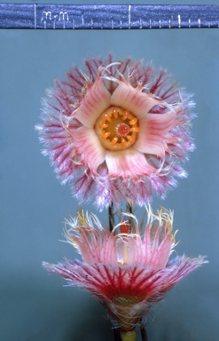 APII jpeg image of Verticordia ovalifolia  © contact APII