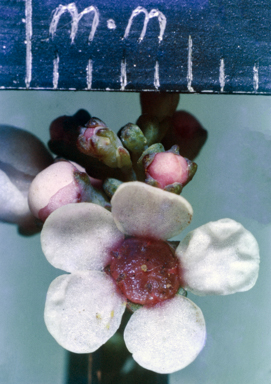 APII jpeg image of Malleostemon roseus  © contact APII