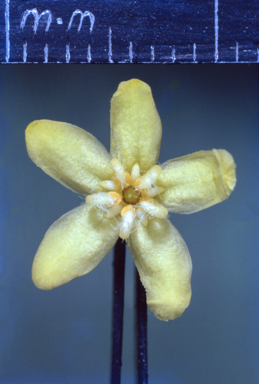 APII jpeg image of Flindersia bourjotiana  © contact APII