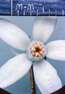 APII jpeg image of Philotheca myoporoides  © contact APII