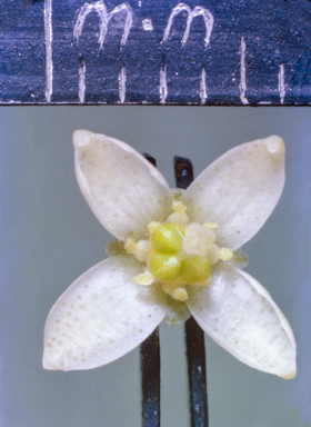 APII jpeg image of Boronia granitica  © contact APII