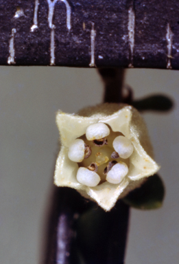 APII jpeg image of Zieria cytisoides  © contact APII