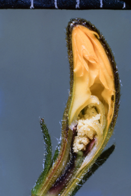 APII jpeg image of Goodenia  © contact APII