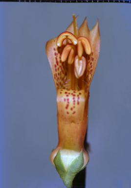 APII jpeg image of Utricularia leptoplectra  © contact APII