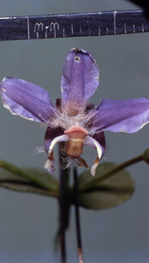 APII jpeg image of Goodenia vilmoriniae  © contact APII