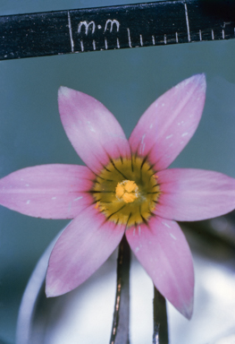 APII jpeg image of Dianella  © contact APII