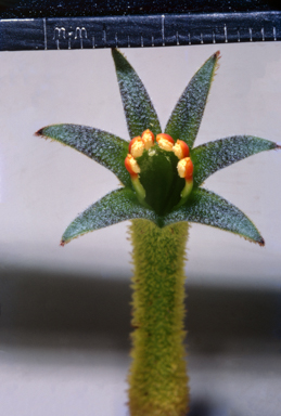 APII jpeg image of Arthropodium milleflorum  © contact APII