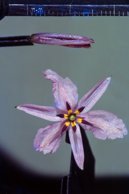 APII jpeg image of Calectasia cyanea  © contact APII