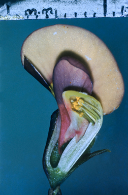 APII jpeg image of Bossiaea scolopendria  © contact APII