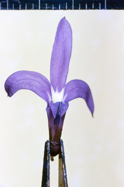 APII jpeg image of Lobelia  © contact APII