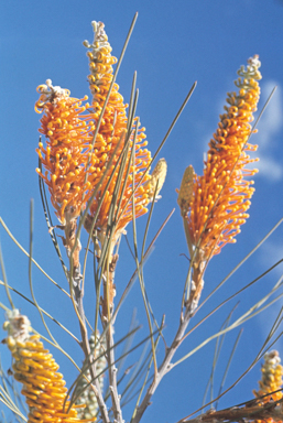 APII jpeg image of Grevillea excelsior  © contact APII