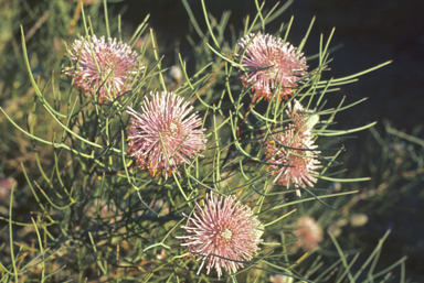 APII jpeg image of Isopogon divergens  © contact APII