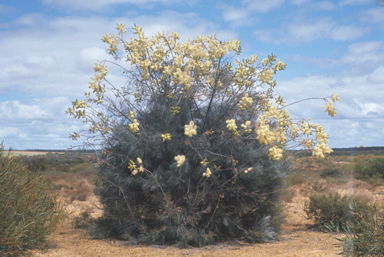 APII jpeg image of Grevillea leucopteris  © contact APII