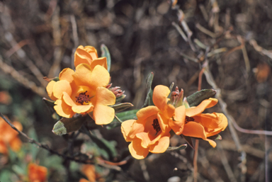 APII jpeg image of Hibbertia miniata  © contact APII