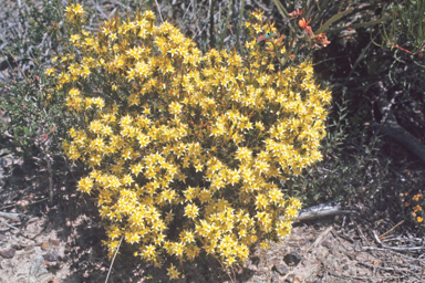 APII jpeg image of Calytrix asperula  © contact APII