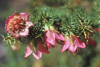 APII jpeg image of Darwinia leiostyla  © contact APII