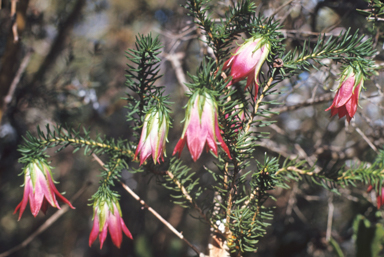 APII jpeg image of Darwinia meeboldii  © contact APII