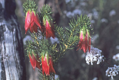 APII jpeg image of Darwinia meeboldii  © contact APII