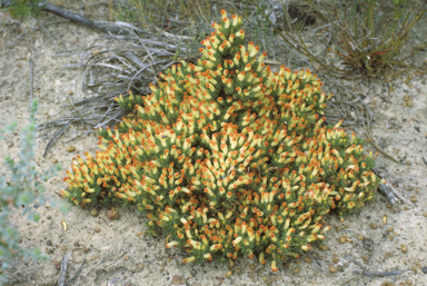 APII jpeg image of Lechenaultia formosa  © contact APII