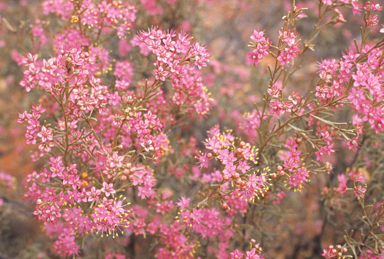 APII jpeg image of Phebalium canaliculatum  © contact APII