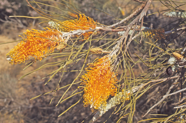 APII jpeg image of Grevillea excelsior  © contact APII