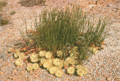 APII jpeg image of Petrophile longifolia  © contact APII