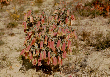 APII jpeg image of Pimelia physodes  © contact APII