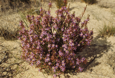 APII jpeg image of Calytrix  © contact APII