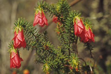 APII jpeg image of Darwinia lejostyla  © contact APII