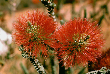 APII jpeg image of Beaufortia orbifolia  © contact APII