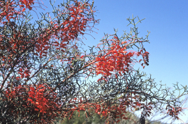 APII jpeg image of Grevillea dielsiana  © contact APII