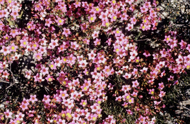 APII jpeg image of Calytrix brevifolia  © contact APII