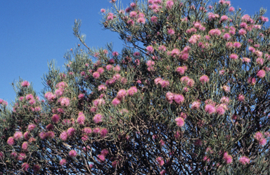 APII jpeg image of Melaleuca nematophylla  © contact APII