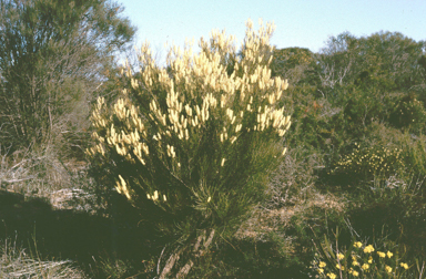 APII jpeg image of Grevillea candelabroides  © contact APII