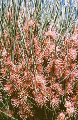 APII jpeg image of Hakea invaginata  © contact APII